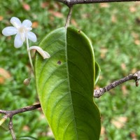 Doona venulosa Thwaites P.S.Ashton